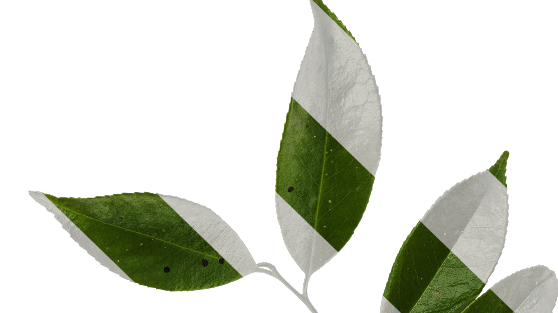 Anydrafts Ilex chinensis Atlas 05 Texture_1