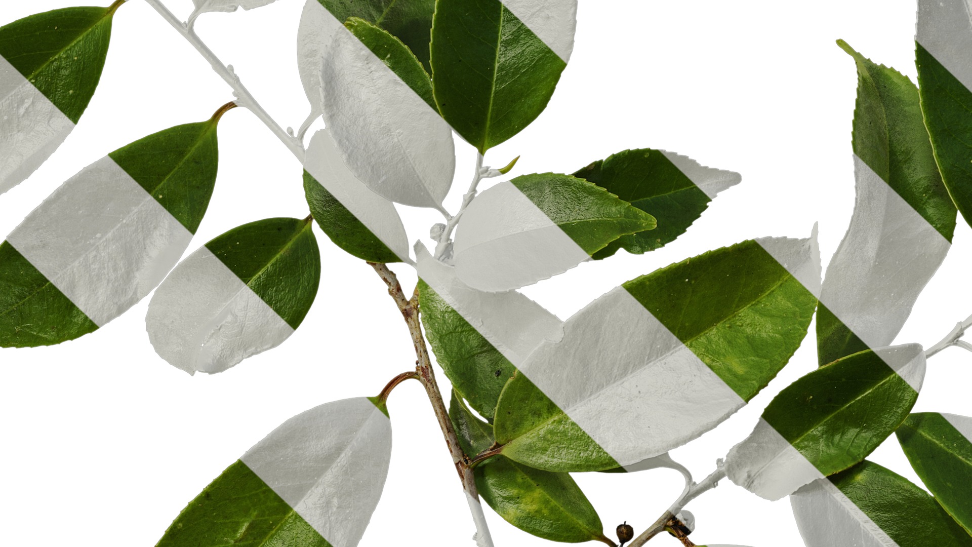 Anydrafts Ilex chinensis Atlas 05 Texture_7