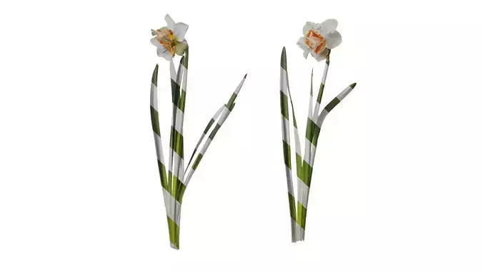 Anydrafts Narcissus pseudonarcissus Atlas 02