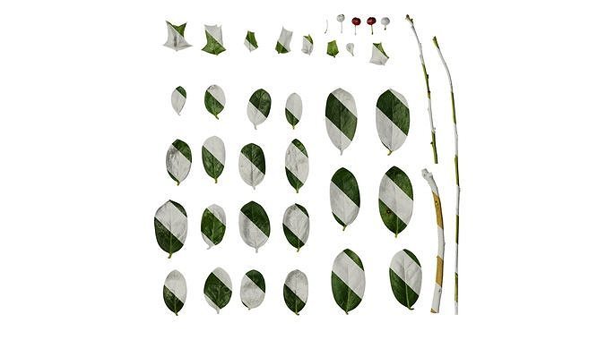 Anydrafts Ilex cornuta Atlas 03 Texture