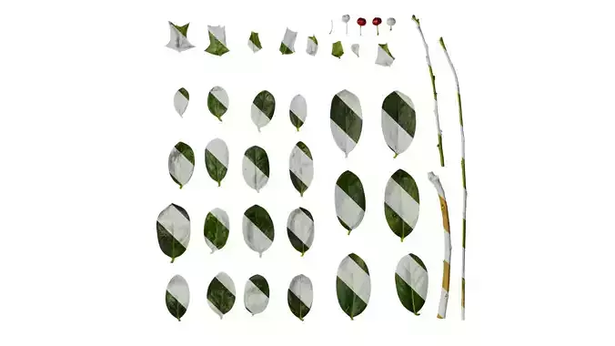 Anydrafts Ilex cornuta Atlas 03 Texture