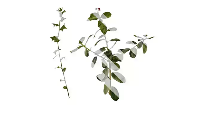 Anydrafts Ilex cornuta Atlas 06