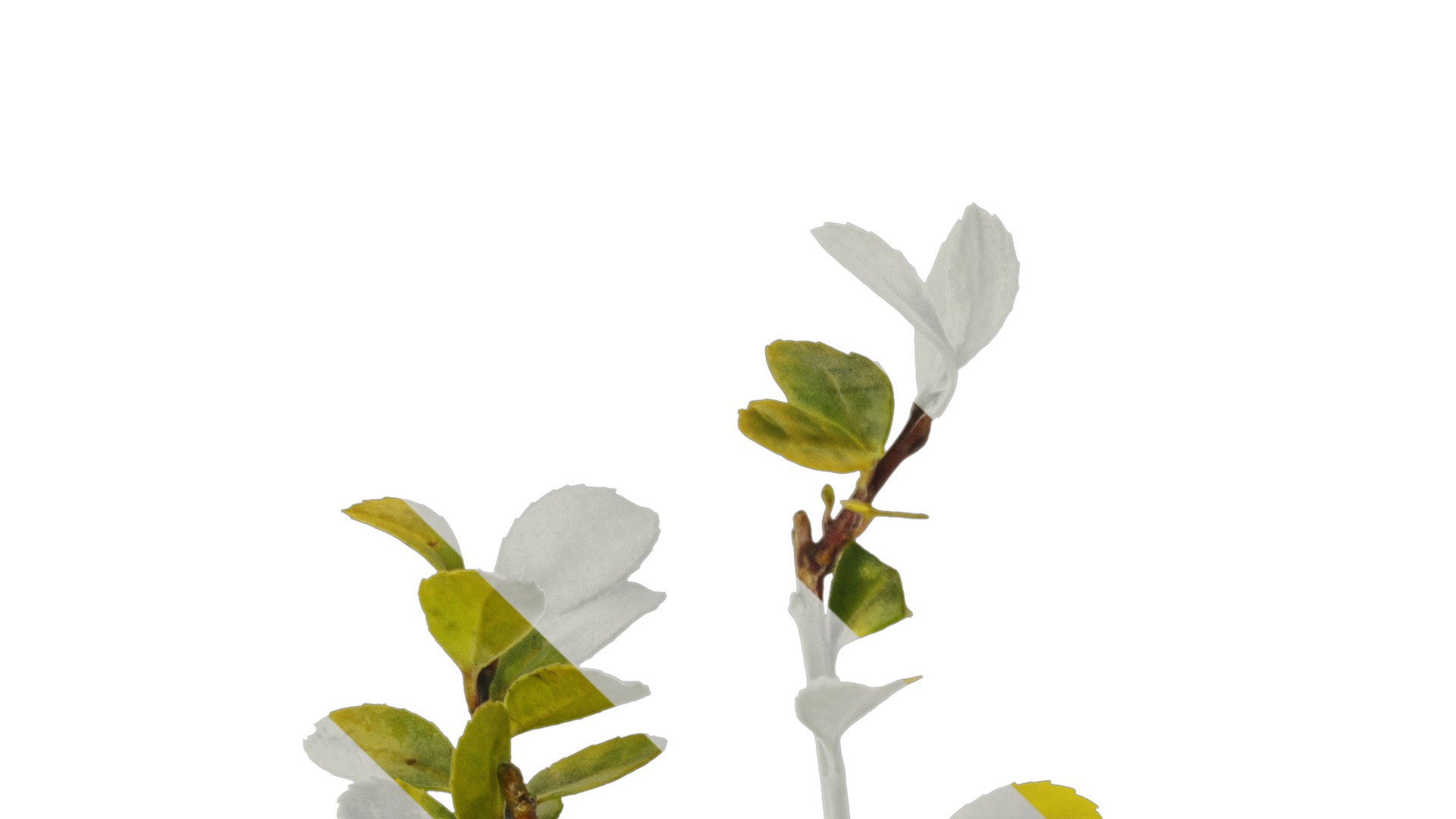 Anydrafts Ilex crenata Atlas 01 Texture_1