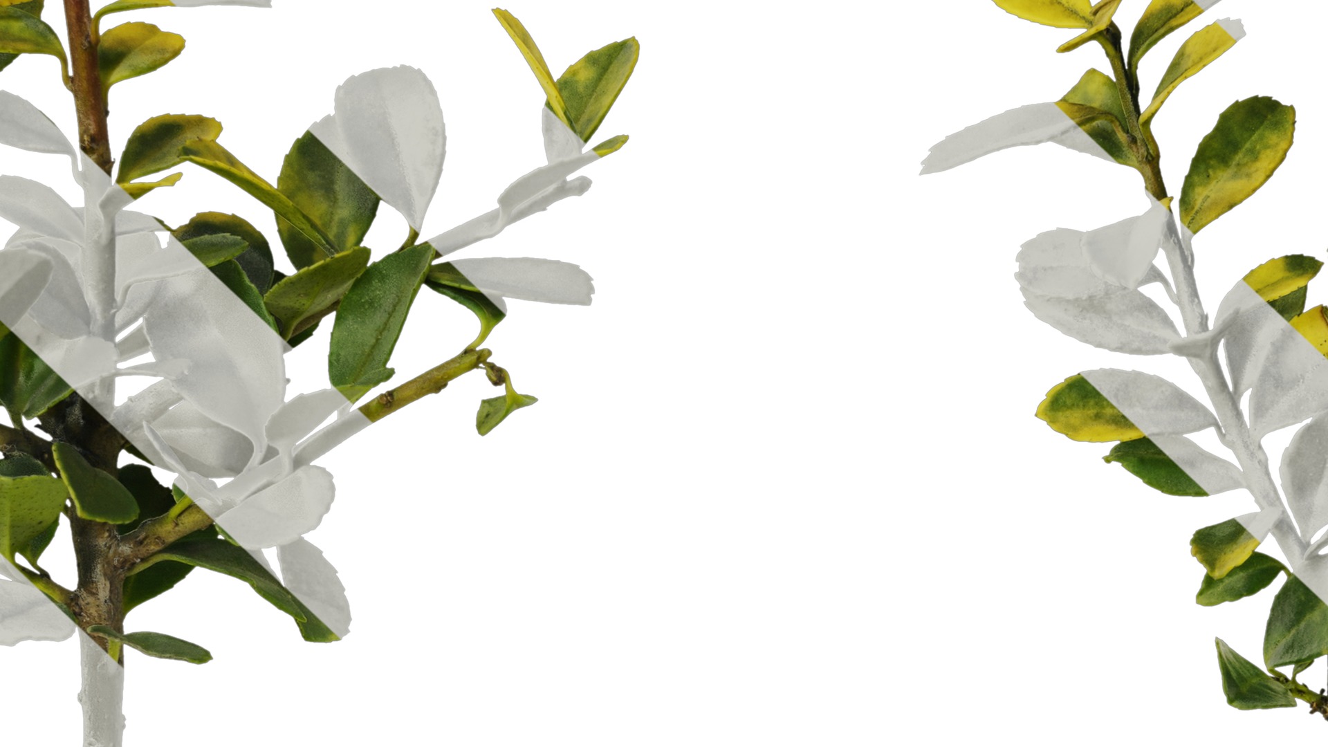 Anydrafts Ilex crenata Atlas 01 Texture_7