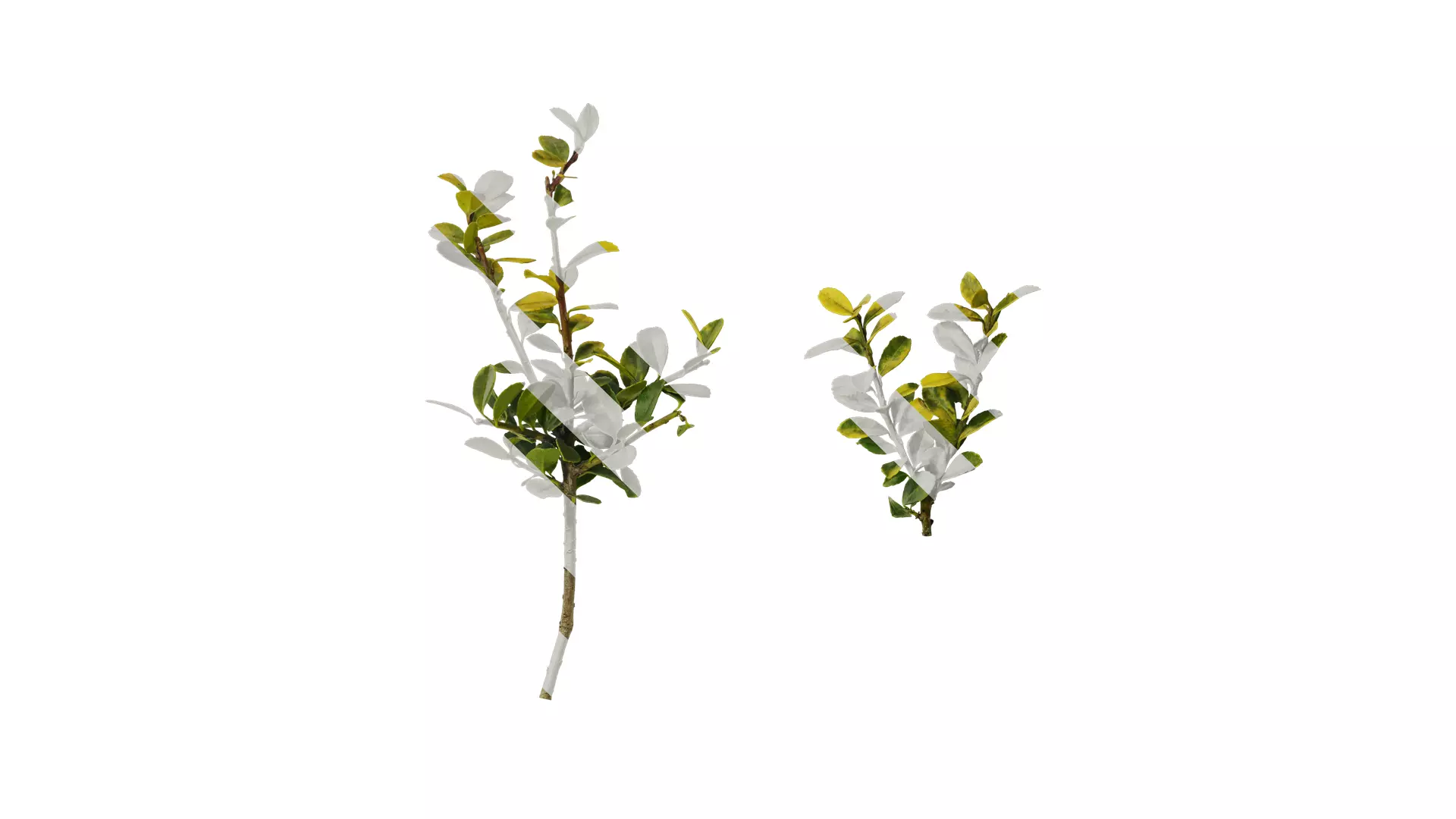 Anydrafts Ilex crenata Atlas 01 Texture_0