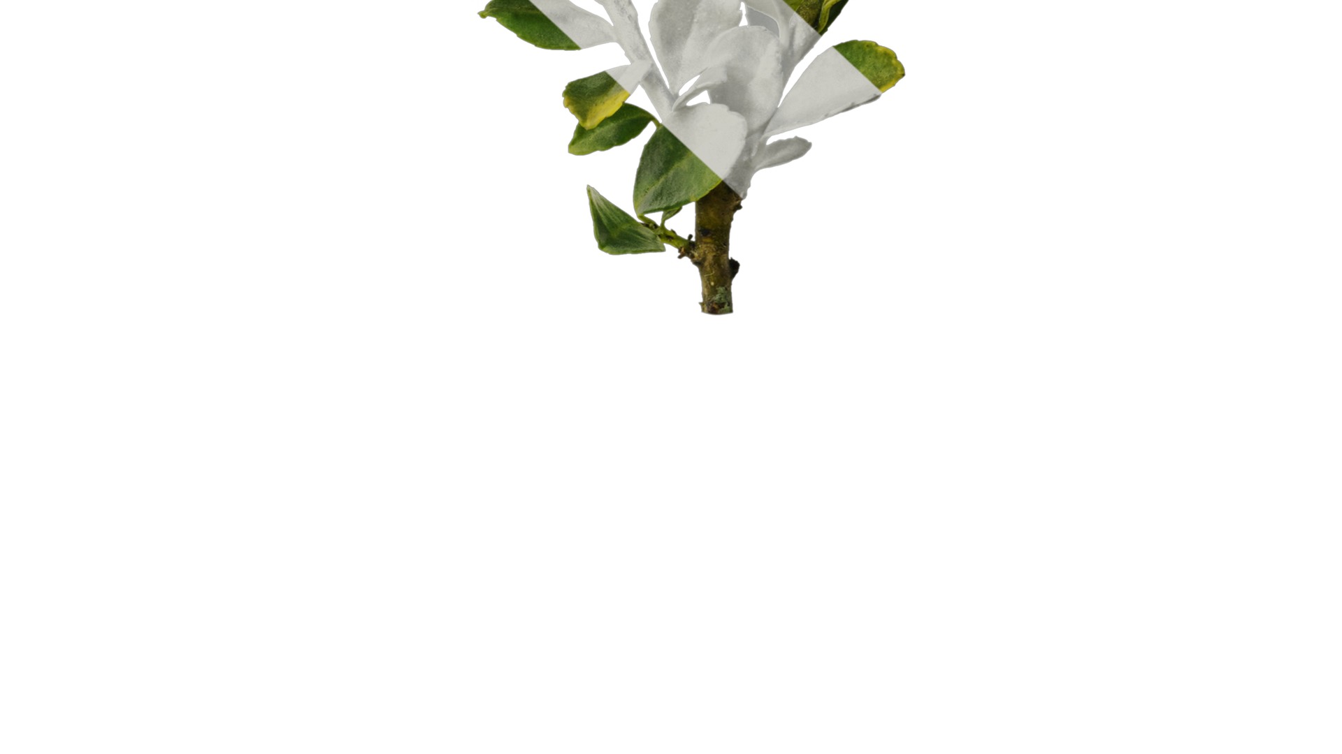 Anydrafts Ilex crenata Atlas 01 Texture_6