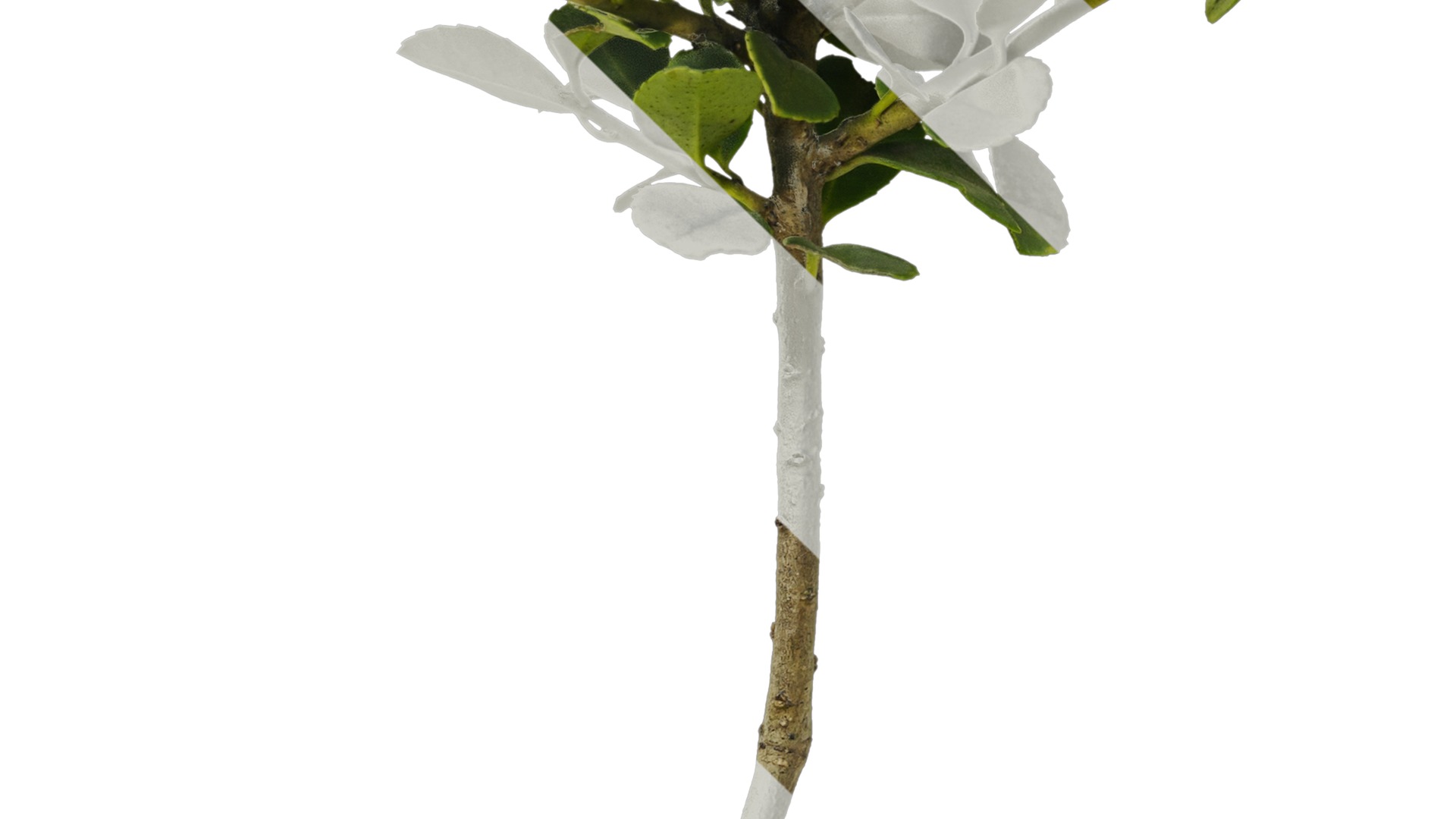 Anydrafts Ilex crenata Atlas 01 Texture_5