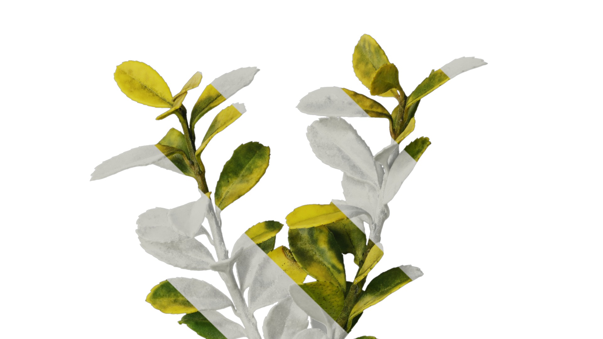Anydrafts Ilex crenata Atlas 01 Texture_4