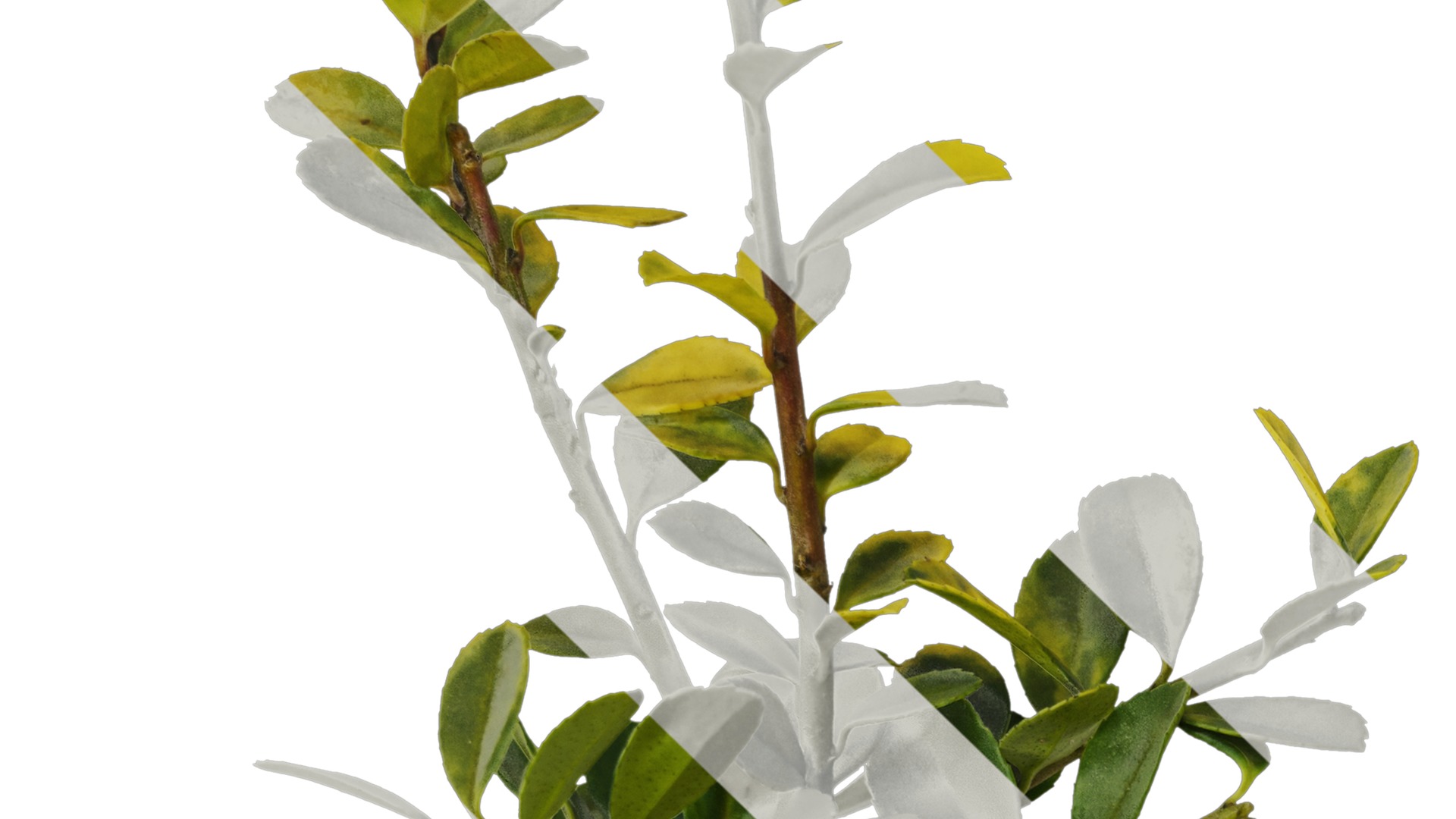 Anydrafts Ilex crenata Atlas 01 Texture_3
