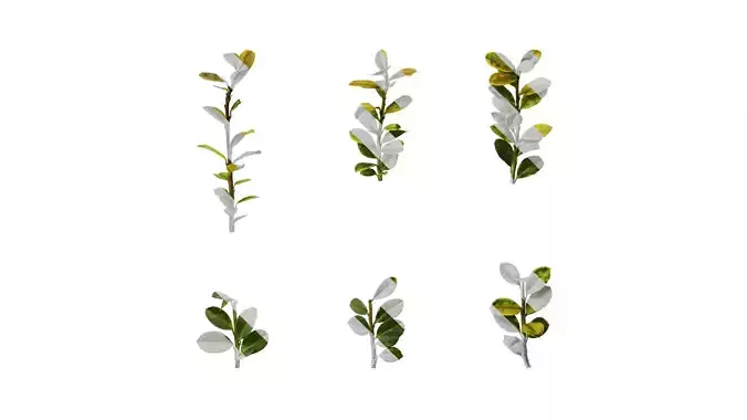 Anydrafts Ilex crenata Leaf 01