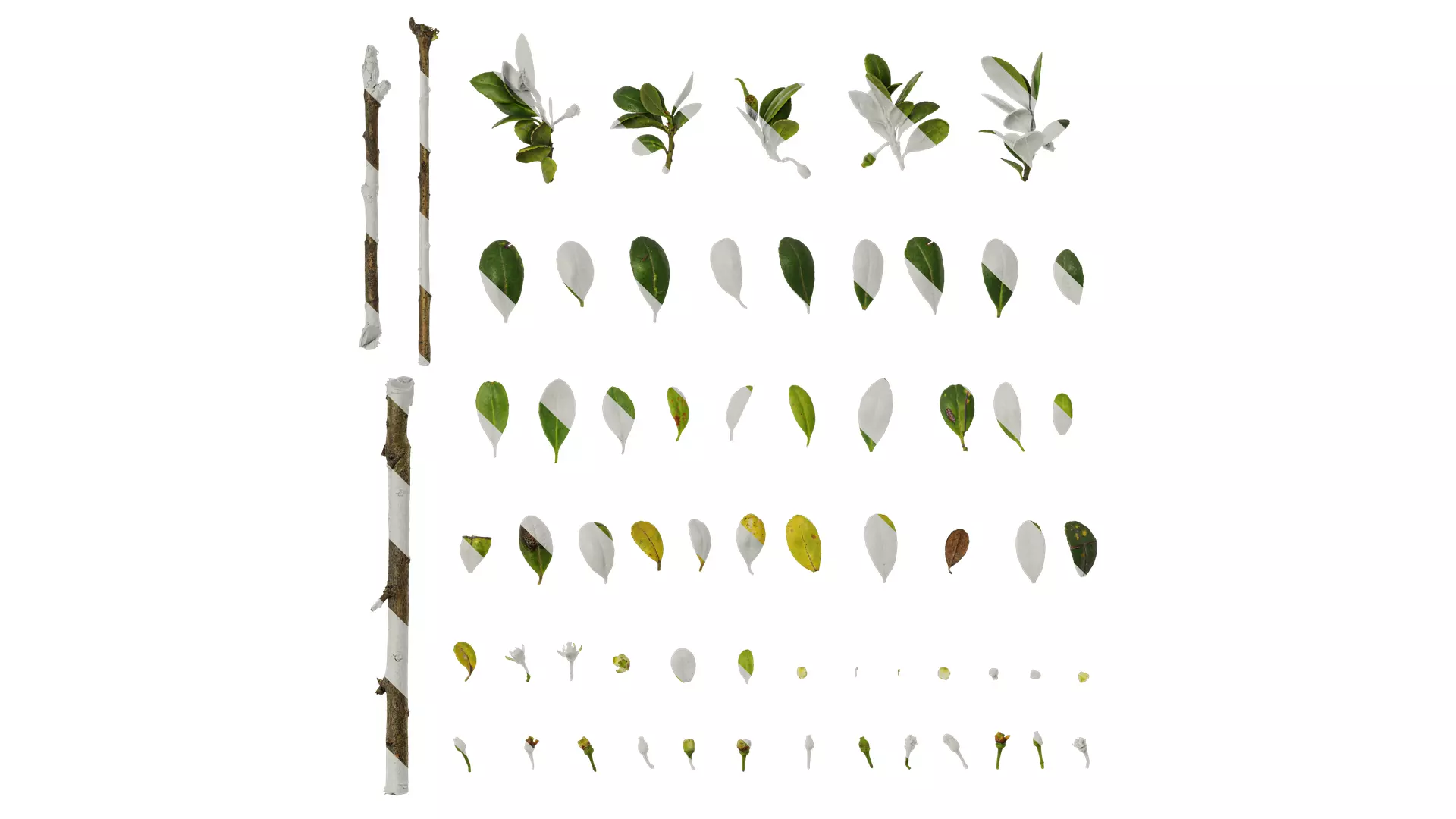 Anydrafts Ilex crenata convexa Atlas 02 Texture