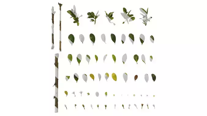 Anydrafts Ilex crenata convexa Atlas 02