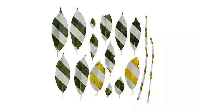 Anydrafts Ilex dunniana Leaf 01