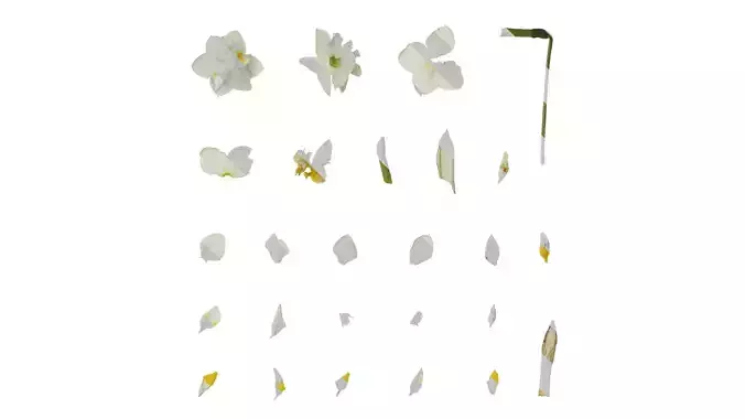 Anydrafts Narcissus tazetta Atlas 01