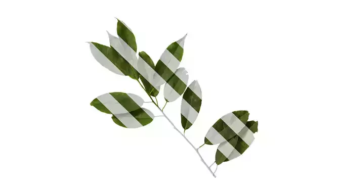 Anydrafts Ilex pedunculosa Leaf 02