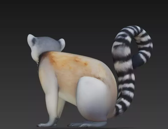 Lemur 3D model_2