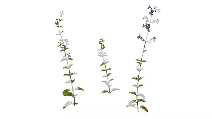 Anydrafts Nepeta cataria Atlas 01