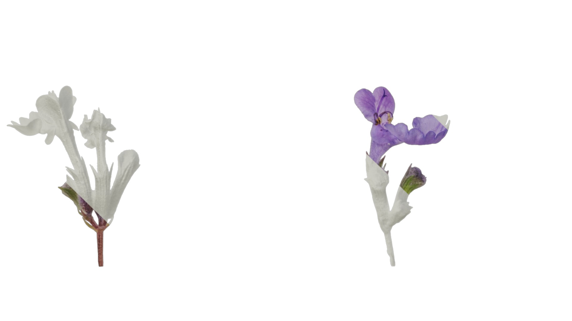 Anydrafts Nepeta cataria Atlas 02 Texture_5