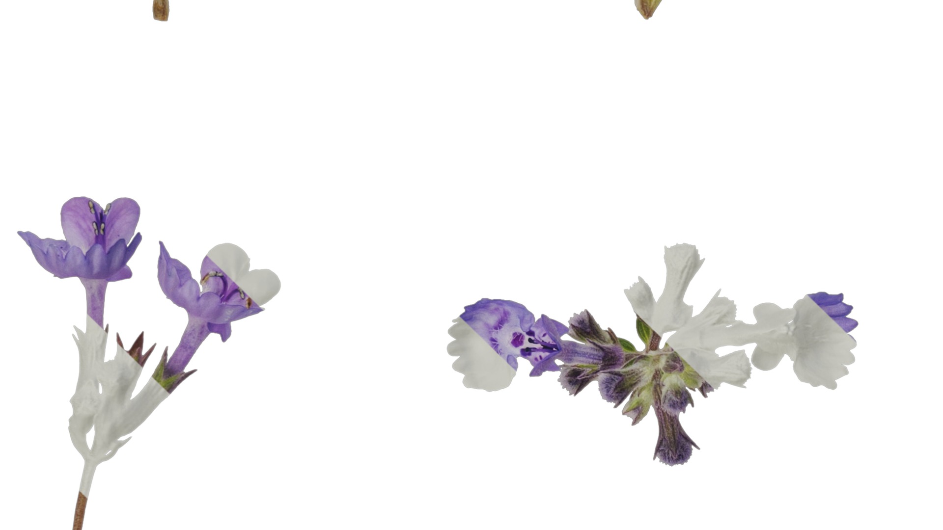 Anydrafts Nepeta cataria Atlas 02 Texture_3