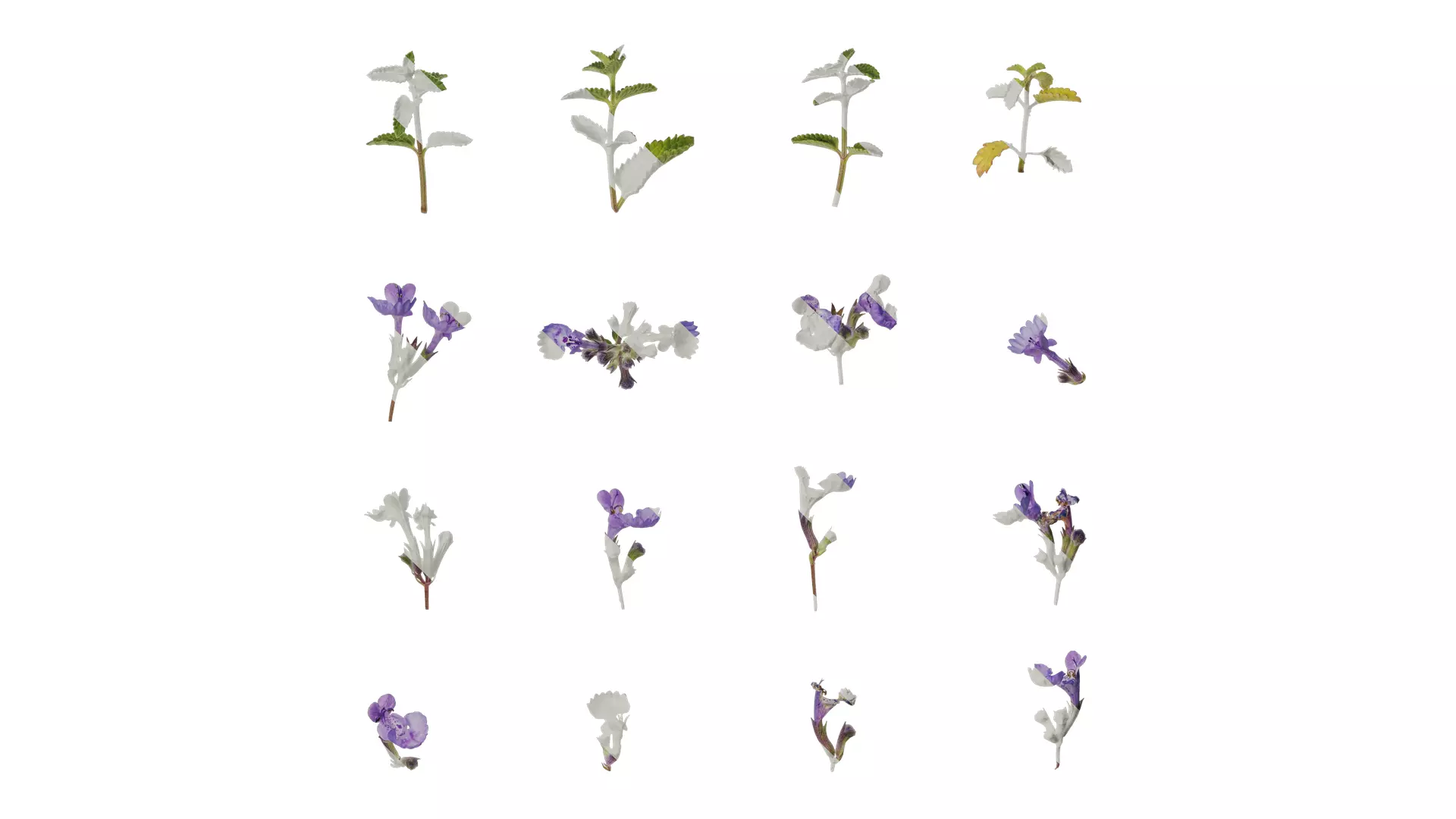 Anydrafts Nepeta cataria Atlas 02 Texture_0