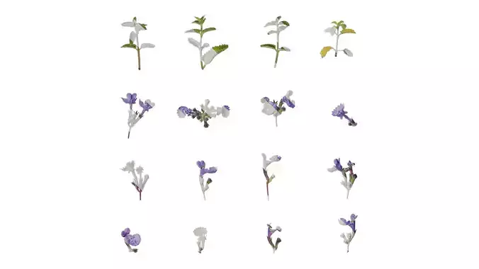 Anydrafts Nepeta cataria Atlas 02