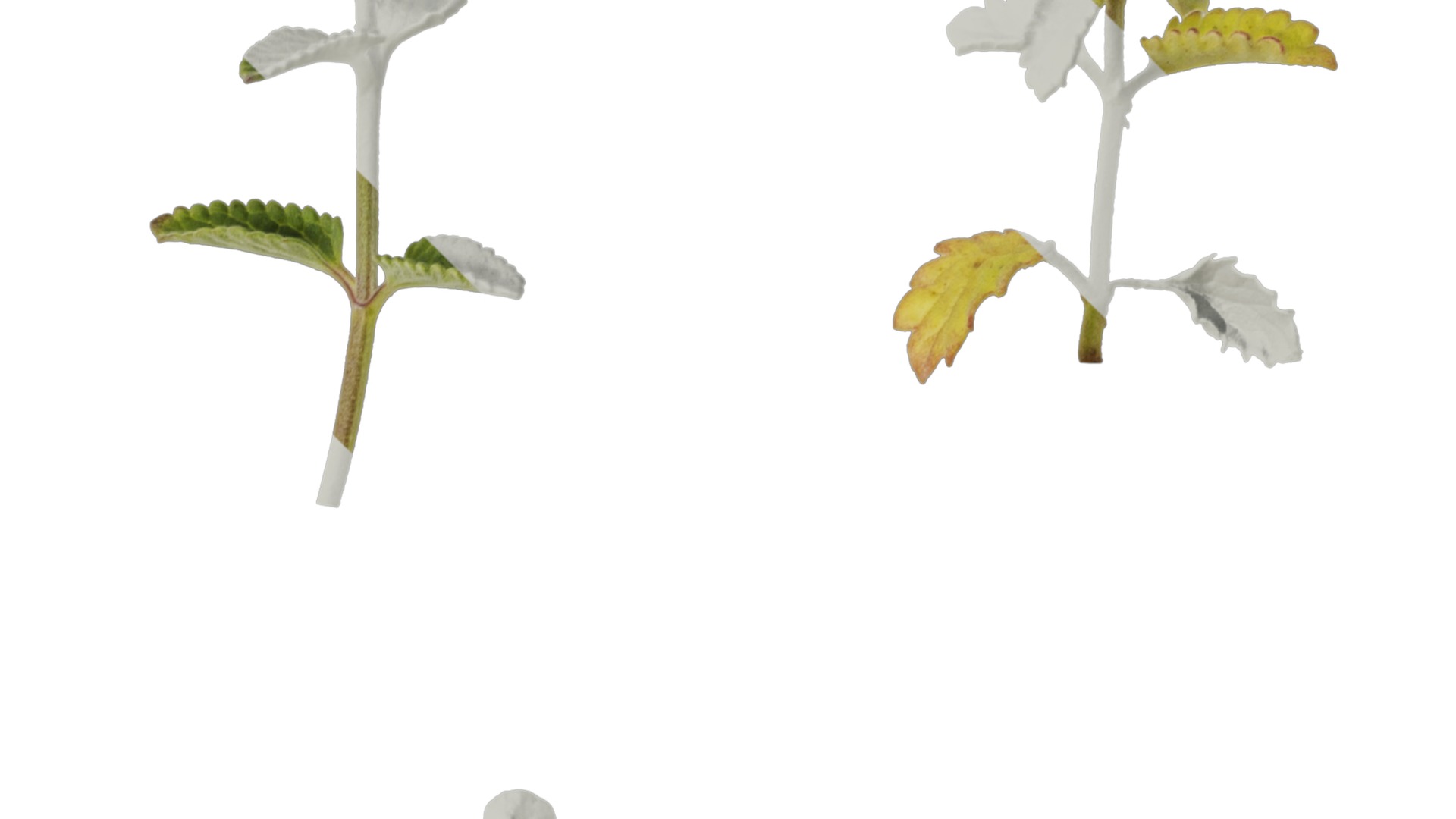 Anydrafts Nepeta cataria Atlas 02 Texture_2