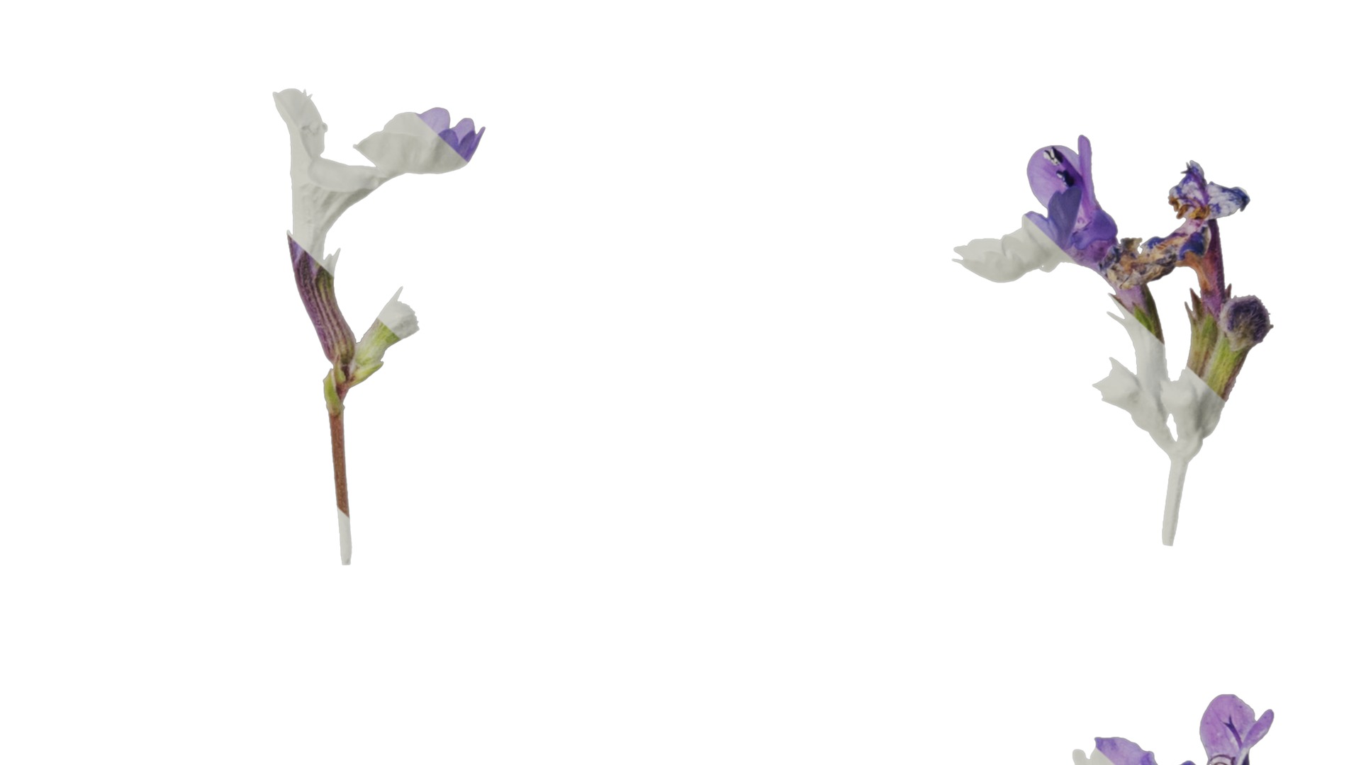 Anydrafts Nepeta cataria Atlas 02 Texture_6