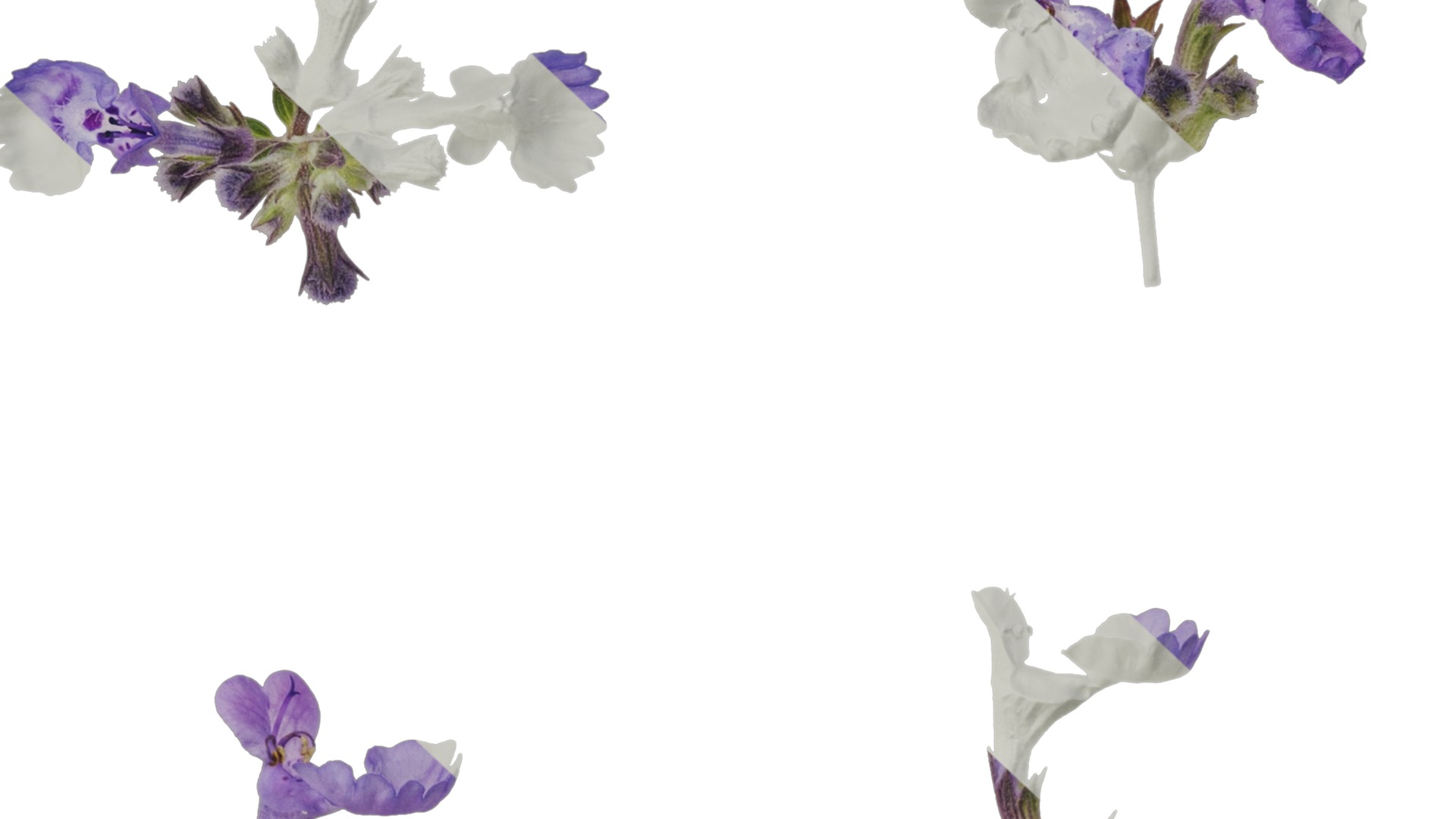 Anydrafts Nepeta cataria Atlas 02 Texture_7