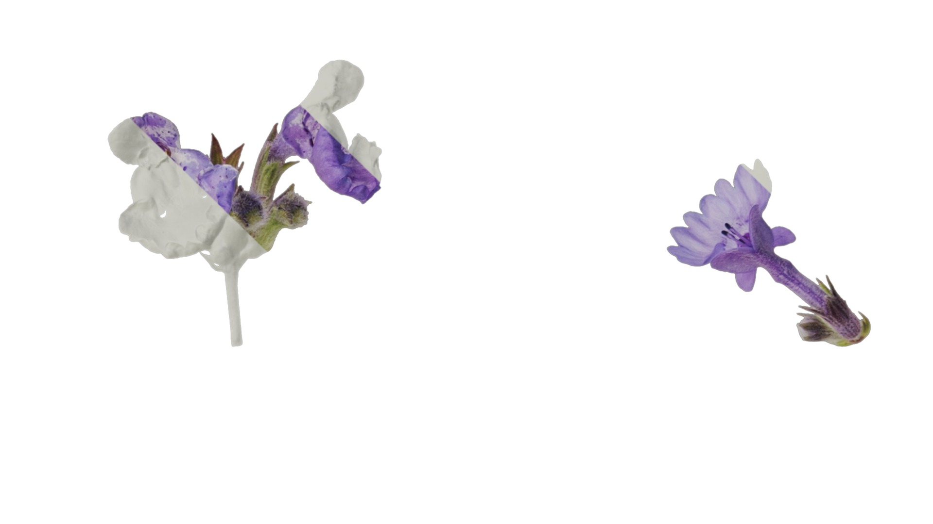 Anydrafts Nepeta cataria Atlas 02 Texture_4