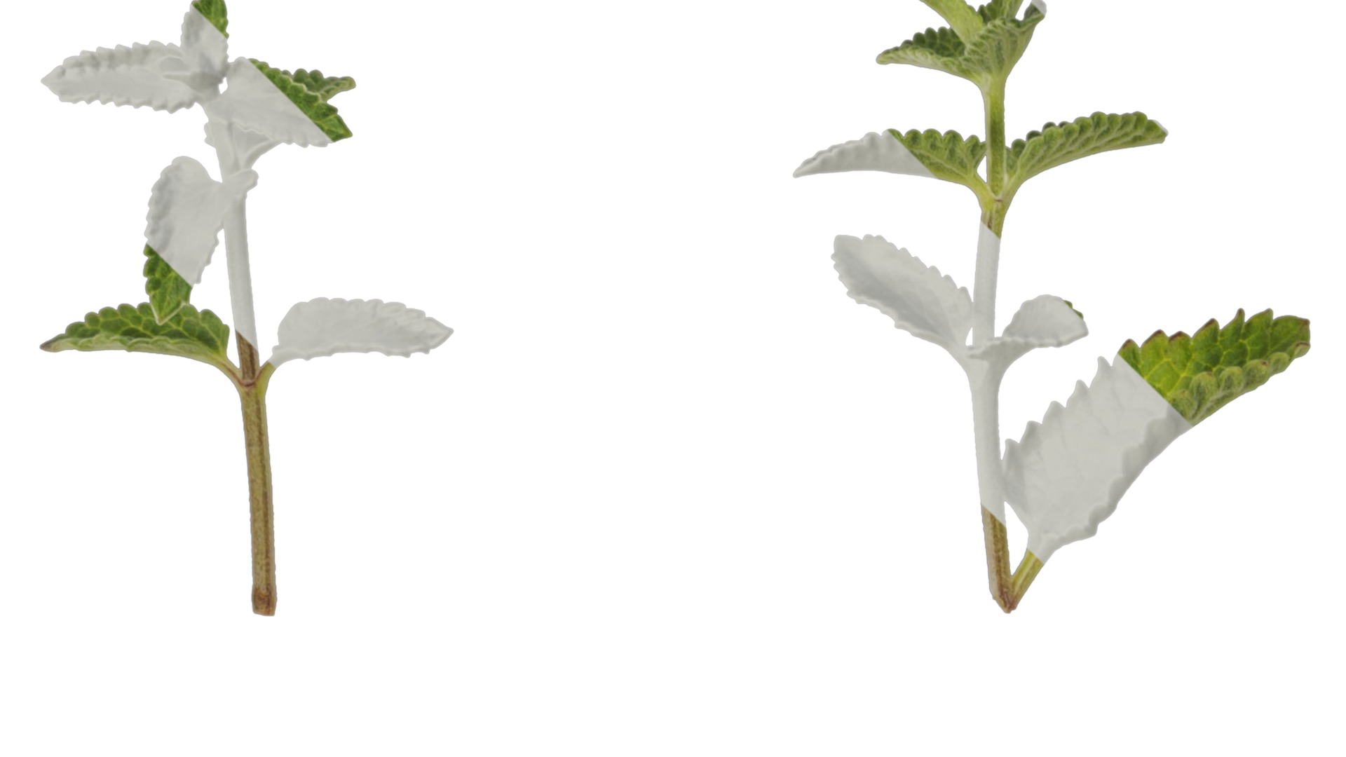 Anydrafts Nepeta cataria Atlas 02 Texture_1