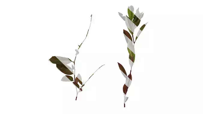 Anydrafts Itea virginica henrys garnet Atlas 01