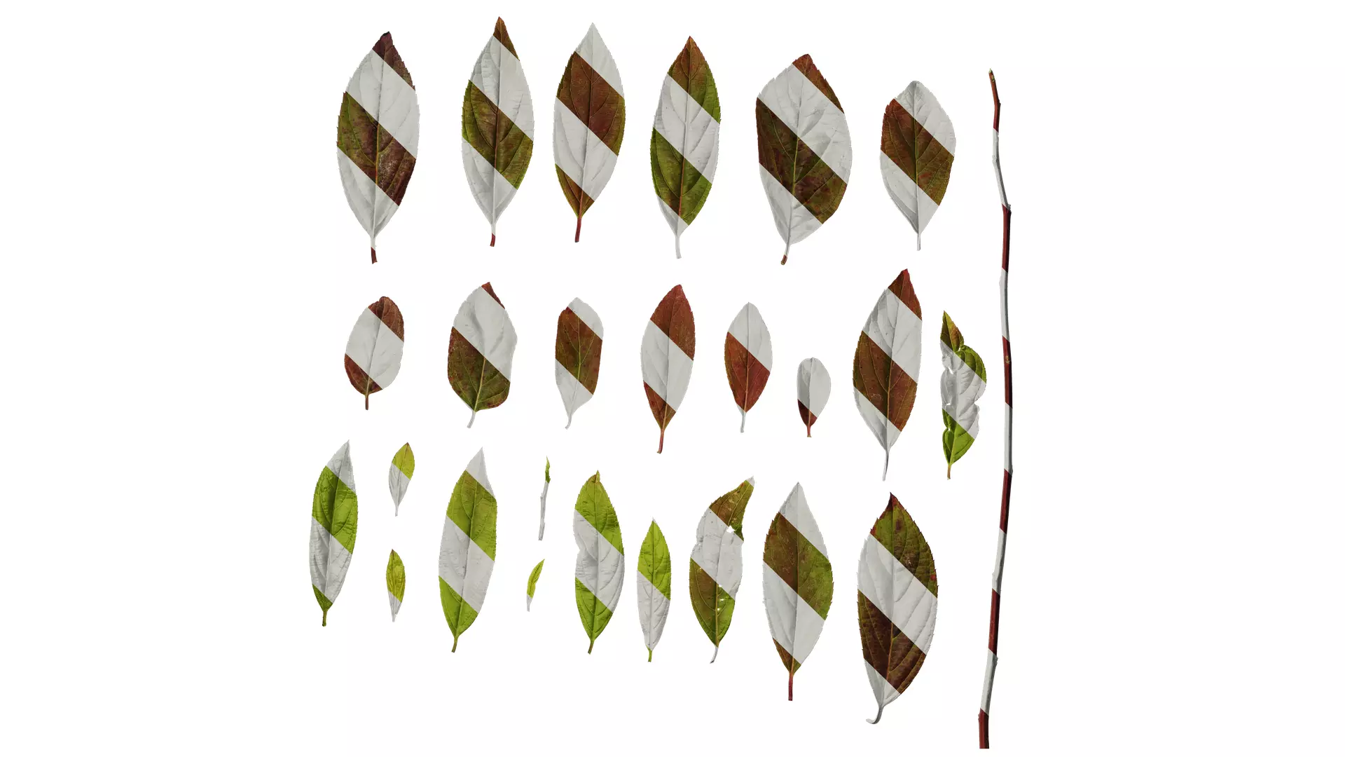 Anydrafts Itea virginica henrys garnet Leaf 01 Texture