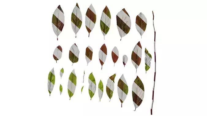 Anydrafts Itea virginica henrys garnet Leaf 01