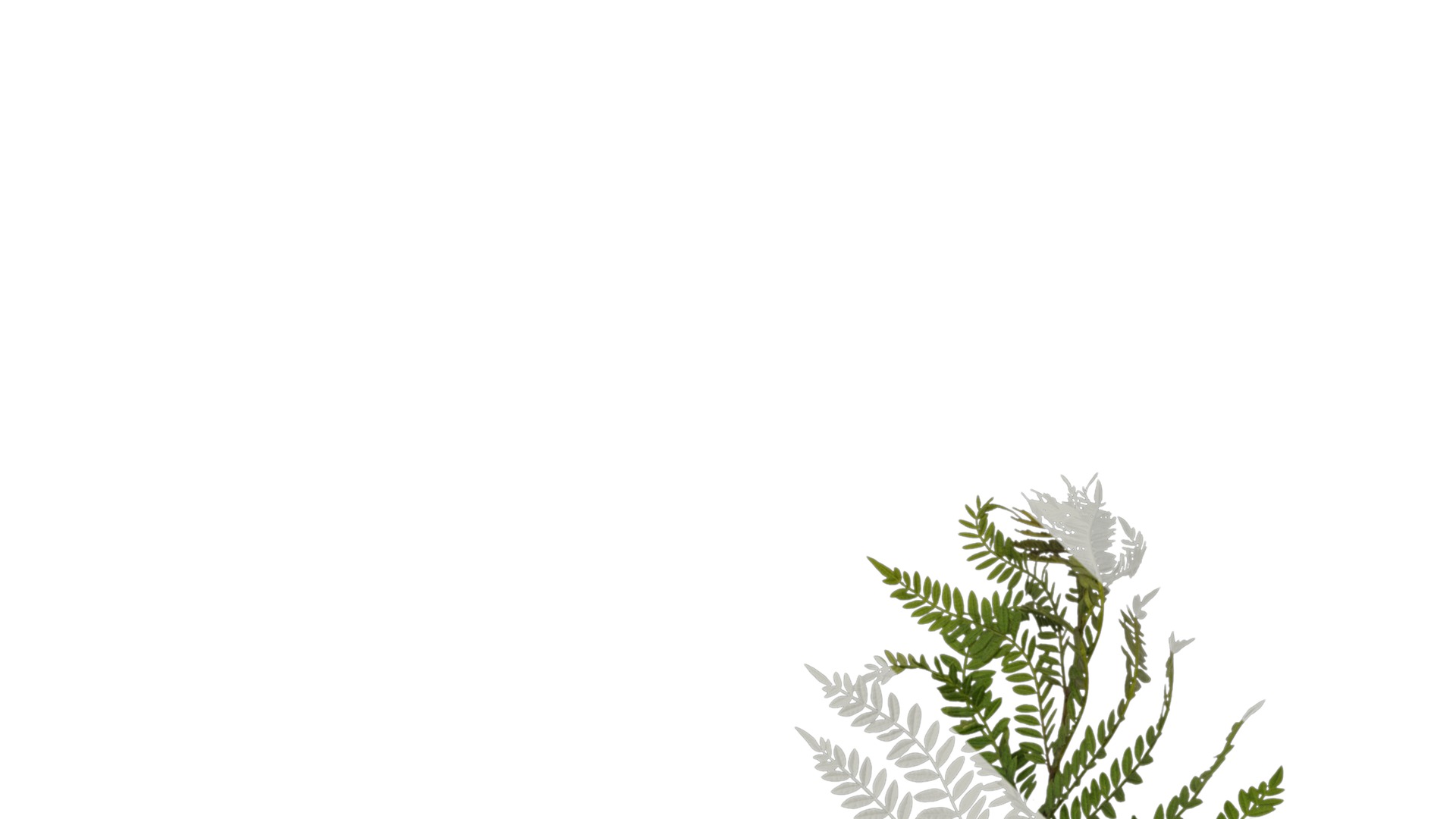 Anydrafts Jacaranda mimosifolia Atlas 05 Texture_1