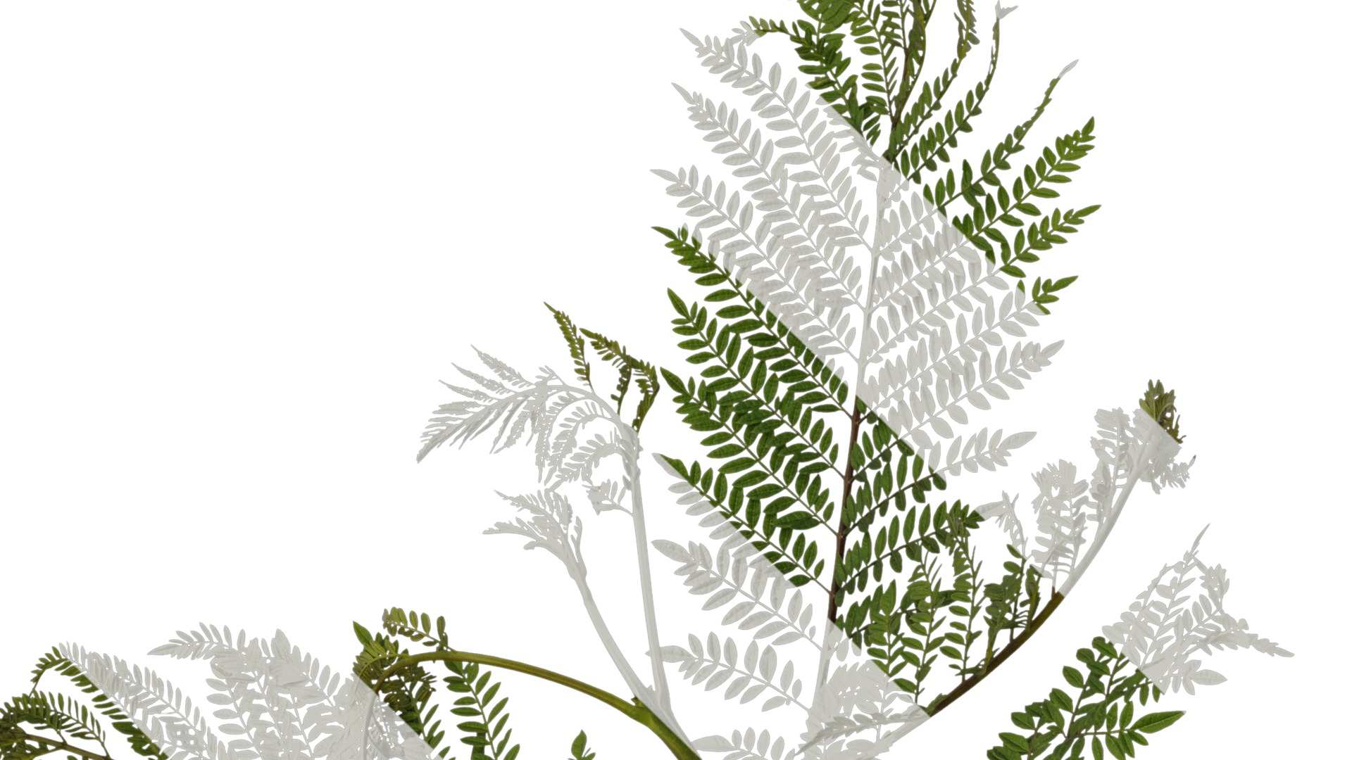 Anydrafts Jacaranda mimosifolia Atlas 05 Texture_3