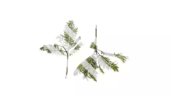 Anydrafts Jacaranda mimosifolia Atlas 05