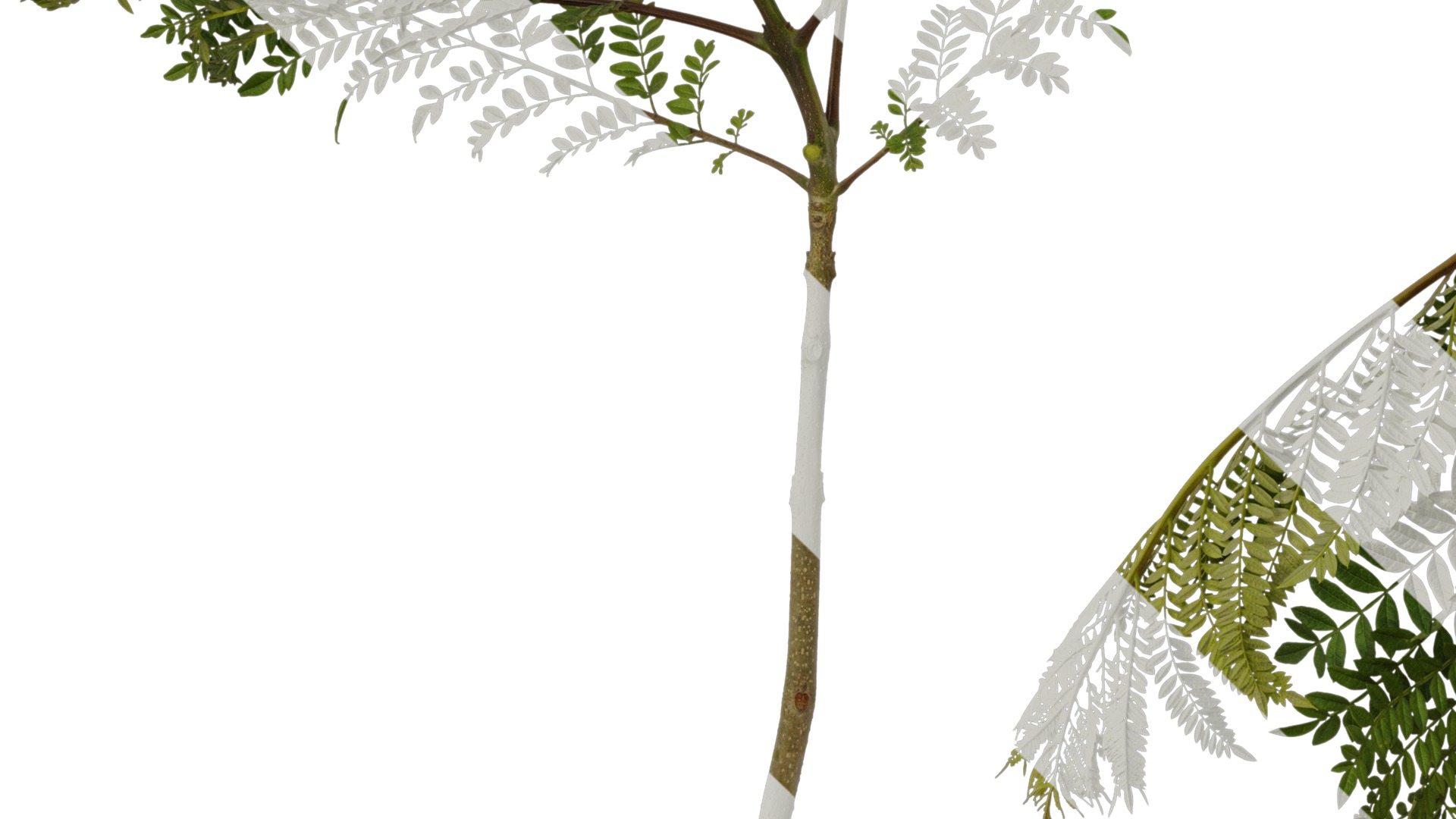 Anydrafts Jacaranda mimosifolia Atlas 05 Texture_5