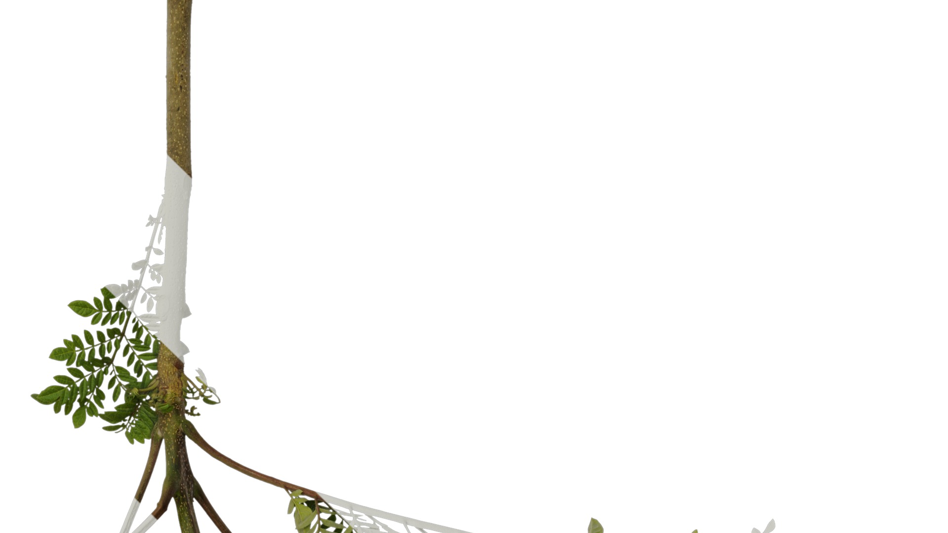 Anydrafts Jacaranda mimosifolia Atlas 05 Texture_4