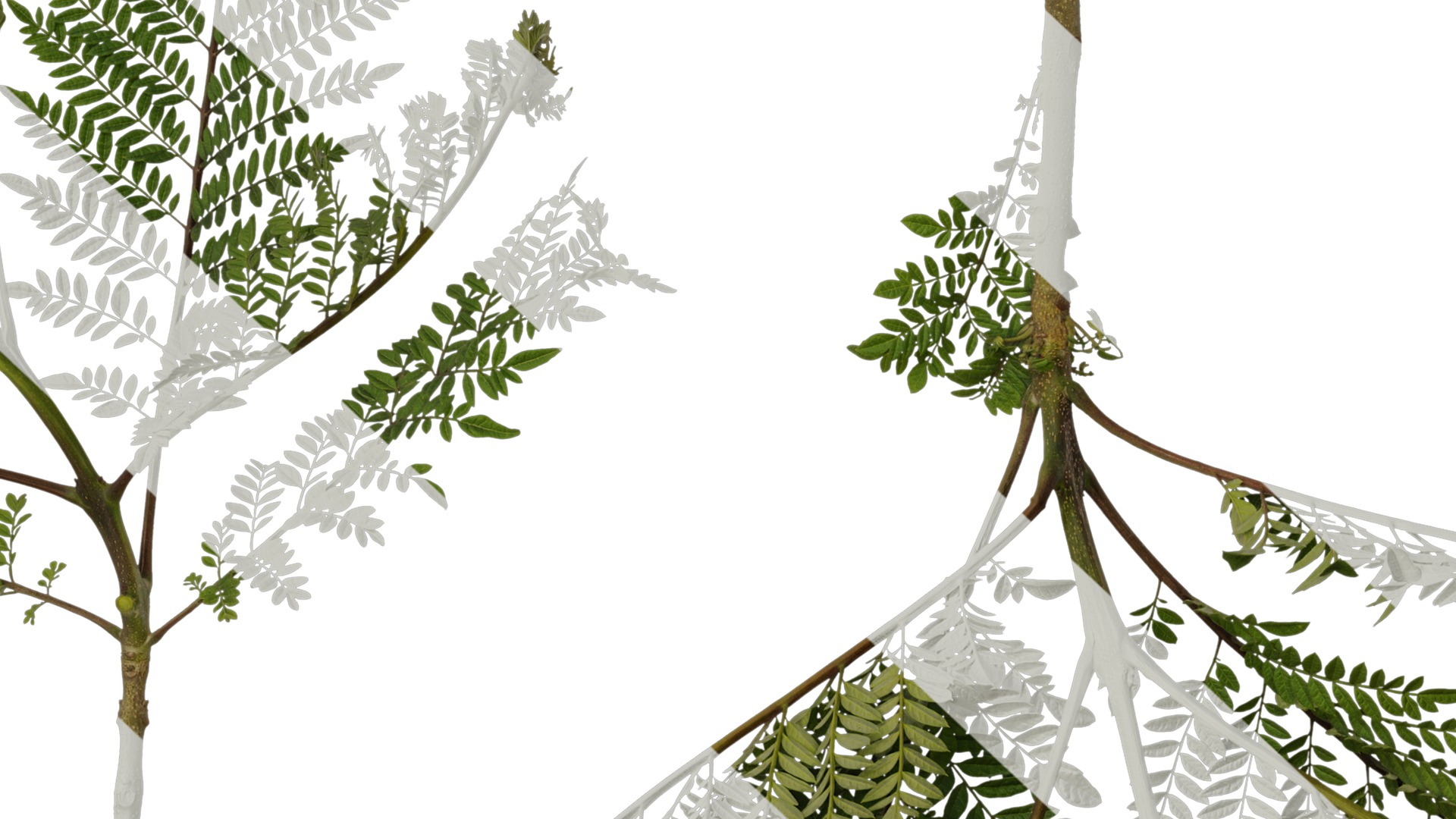 Anydrafts Jacaranda mimosifolia Atlas 05 Texture_7