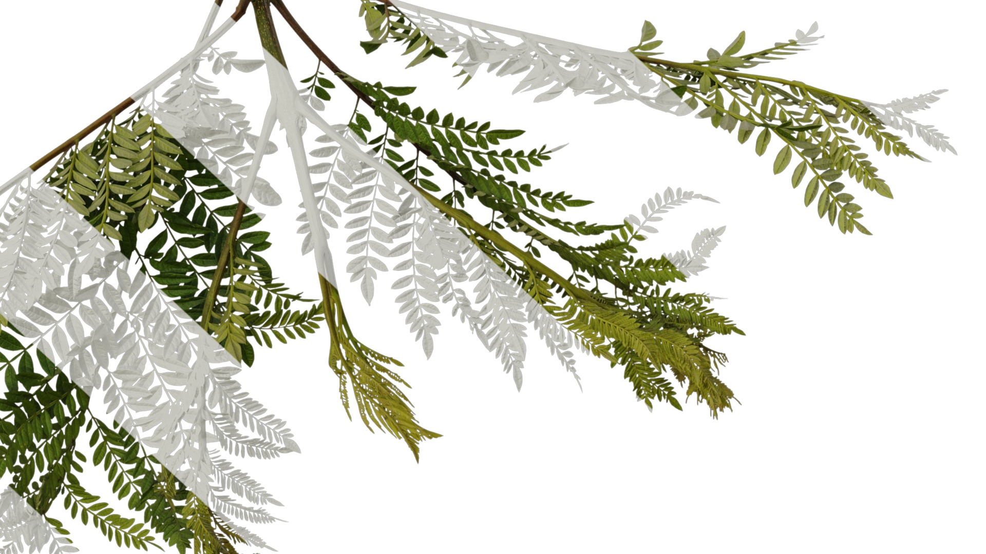 Anydrafts Jacaranda mimosifolia Atlas 05 Texture_6