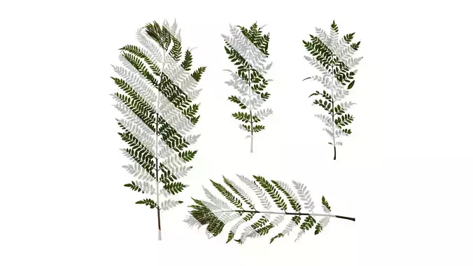 Anydrafts Jacaranda mimosifolia Atlas 07