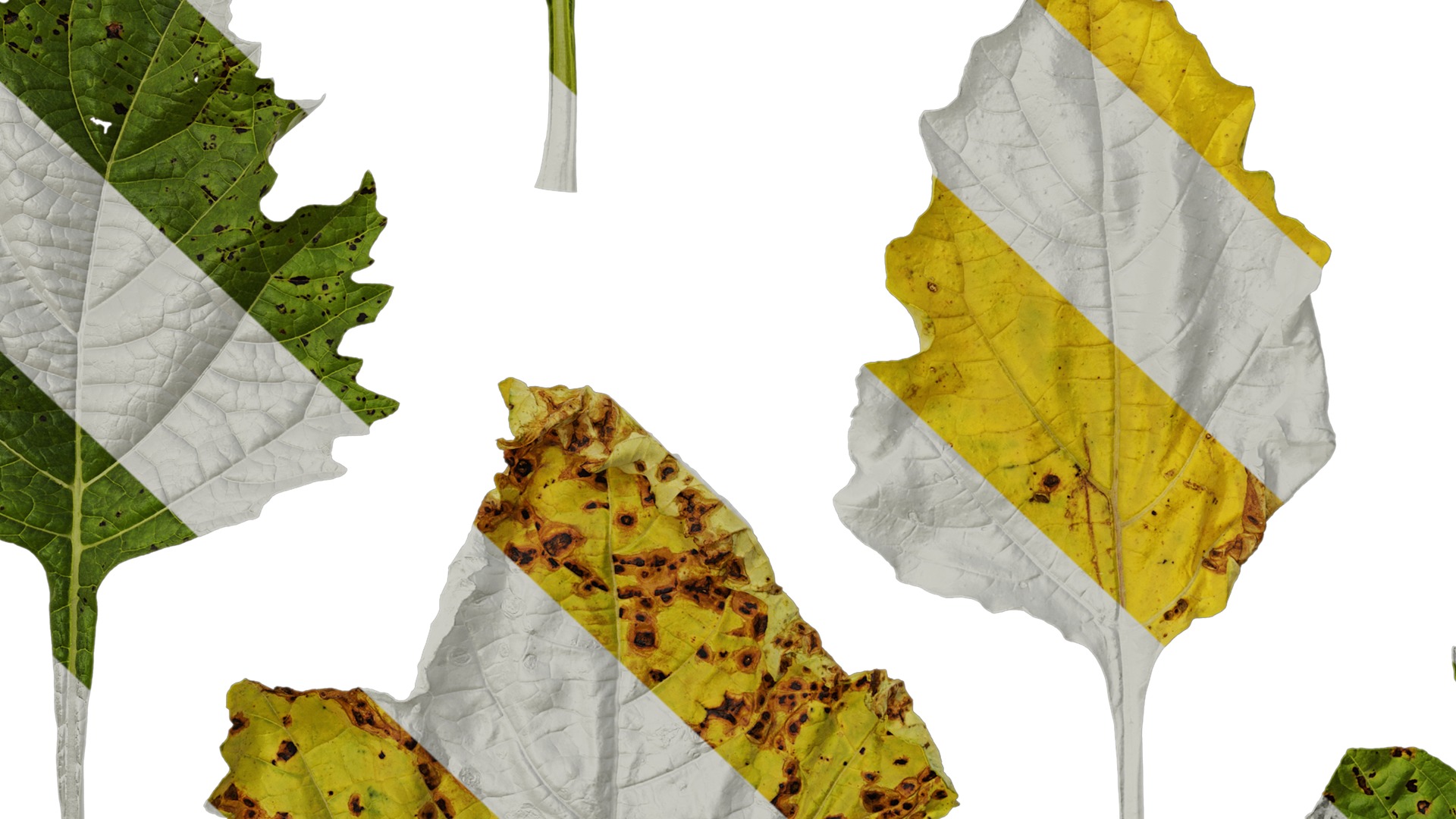 Anydrafts Nicandra physalodes Leaf 02 Texture_7