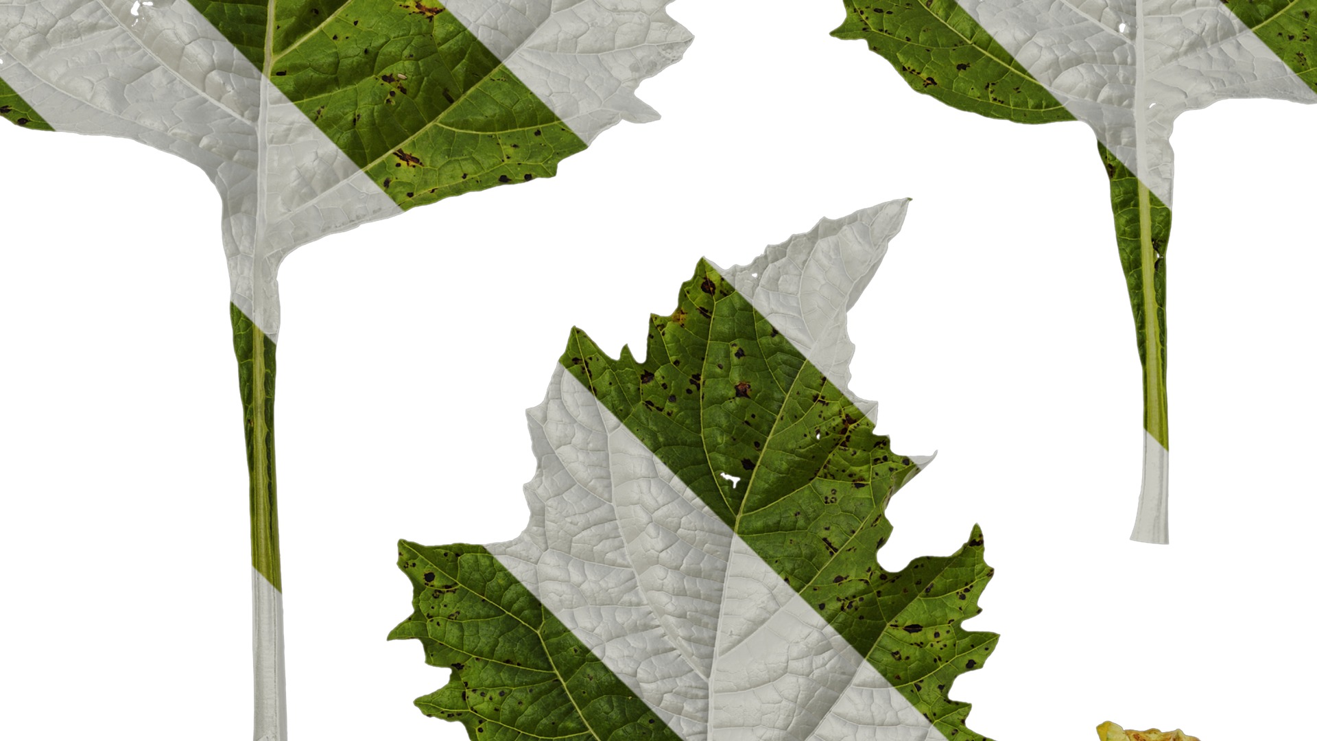 Anydrafts Nicandra physalodes Leaf 02 Texture_3