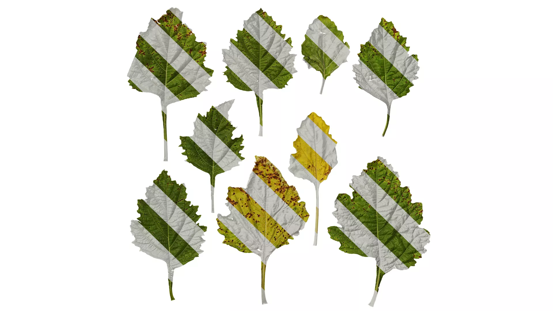 Anydrafts Nicandra physalodes Leaf 02 Texture_0