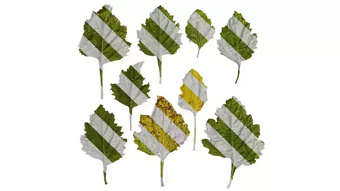 Anydrafts Nicandra physalodes Leaf 02