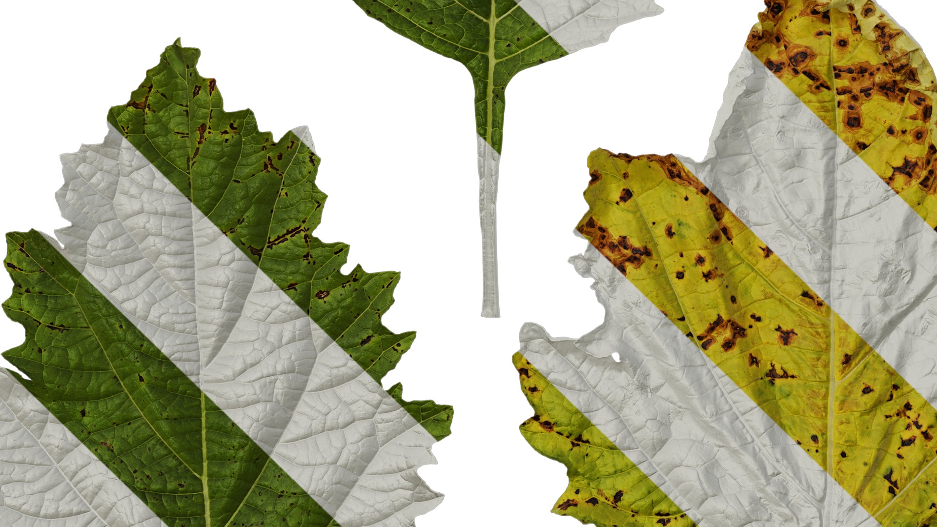 Anydrafts Nicandra physalodes Leaf 02 Texture_5