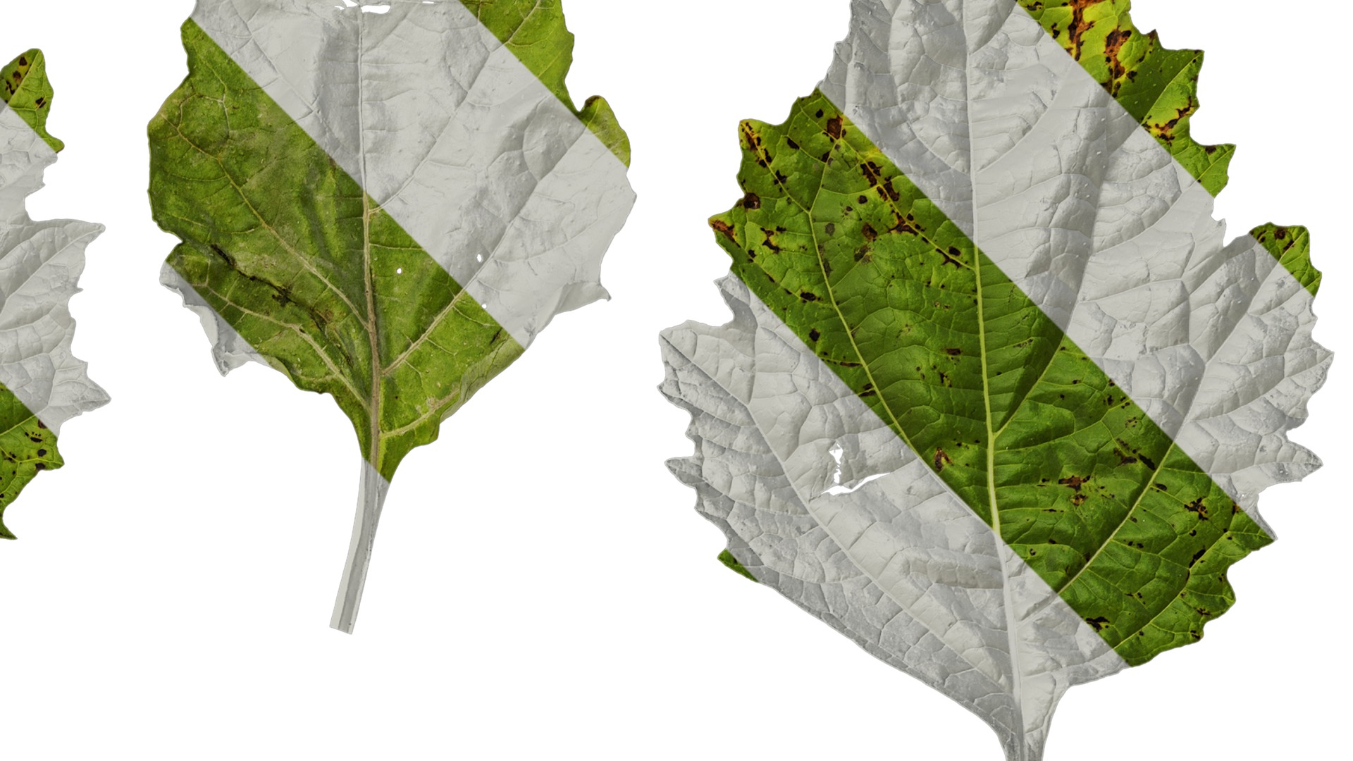 Anydrafts Nicandra physalodes Leaf 02 Texture_2