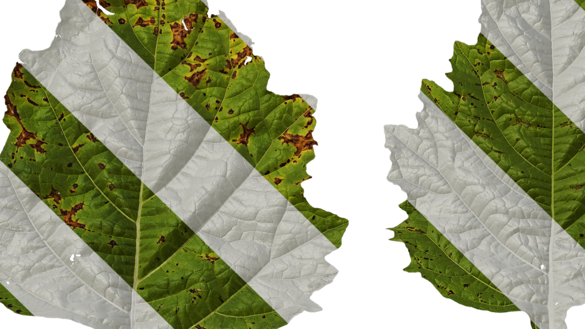 Anydrafts Nicandra physalodes Leaf 02 Texture_1