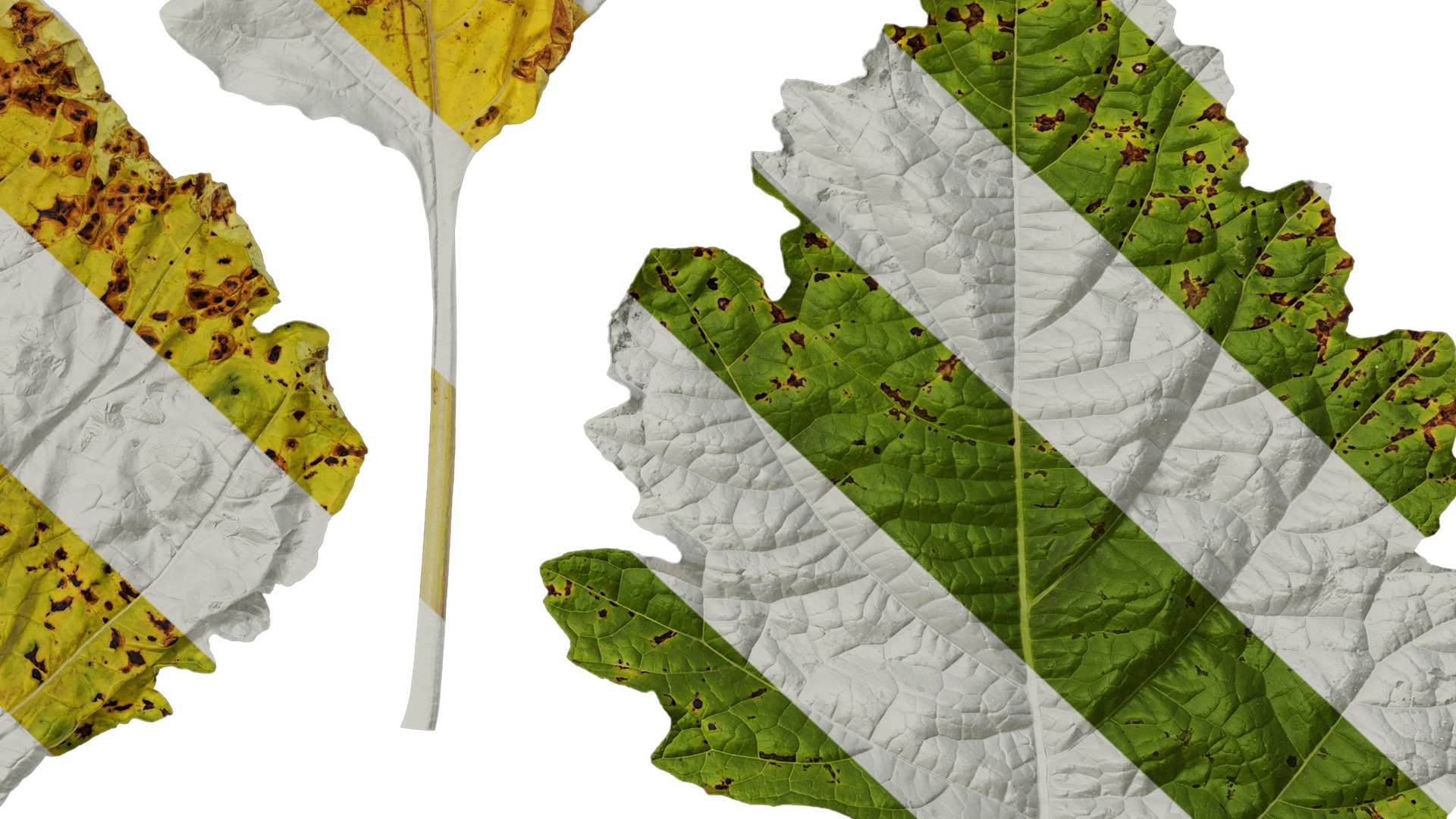 Anydrafts Nicandra physalodes Leaf 02 Texture_6