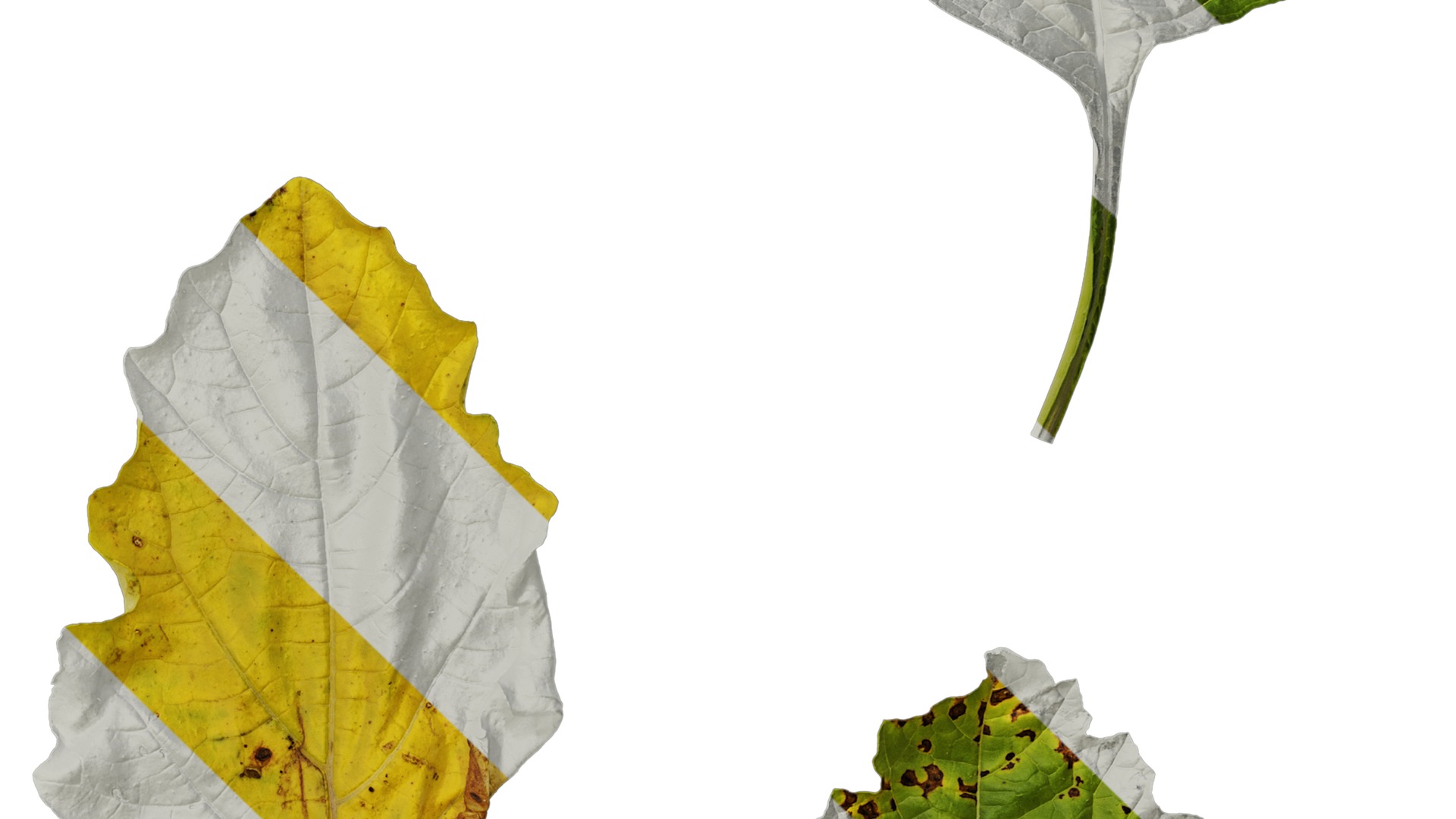 Anydrafts Nicandra physalodes Leaf 02 Texture_4